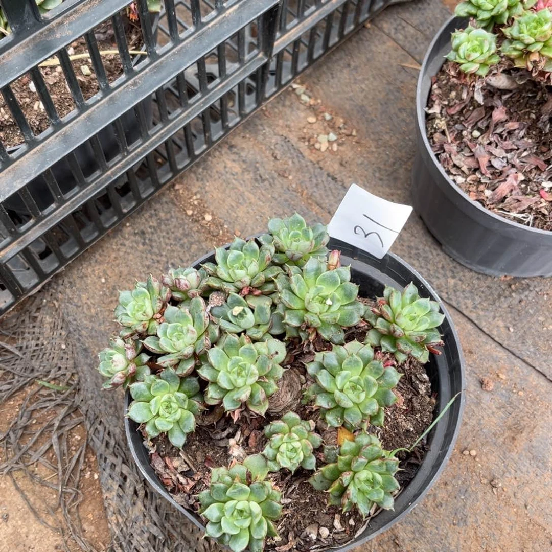 竹*0031菩提多肉植物