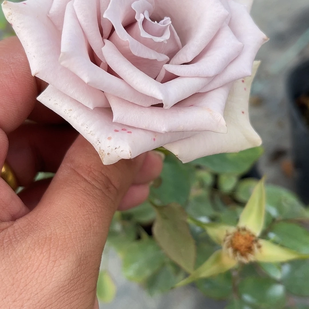 无花朵——-震惊蓝 福利款