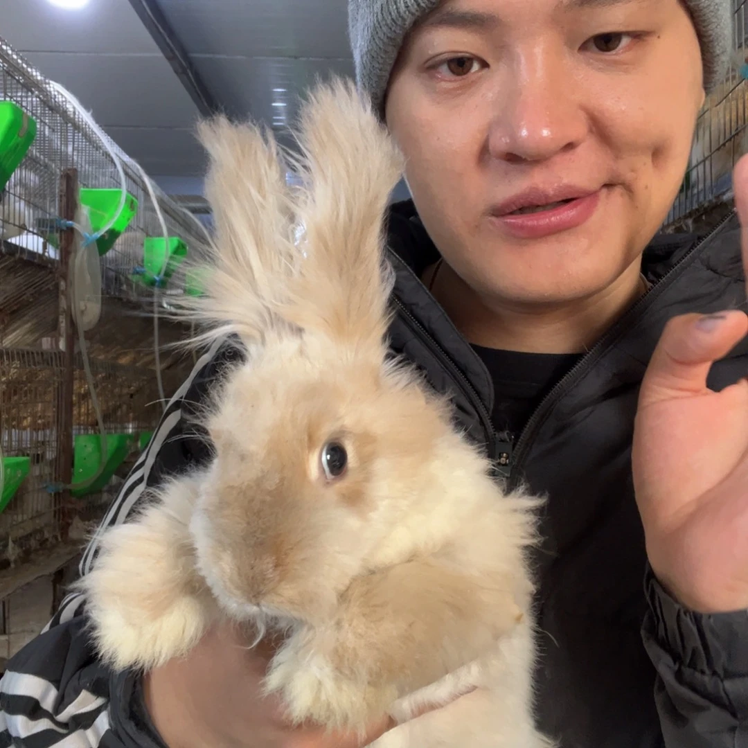 双血统英系安哥拉兔