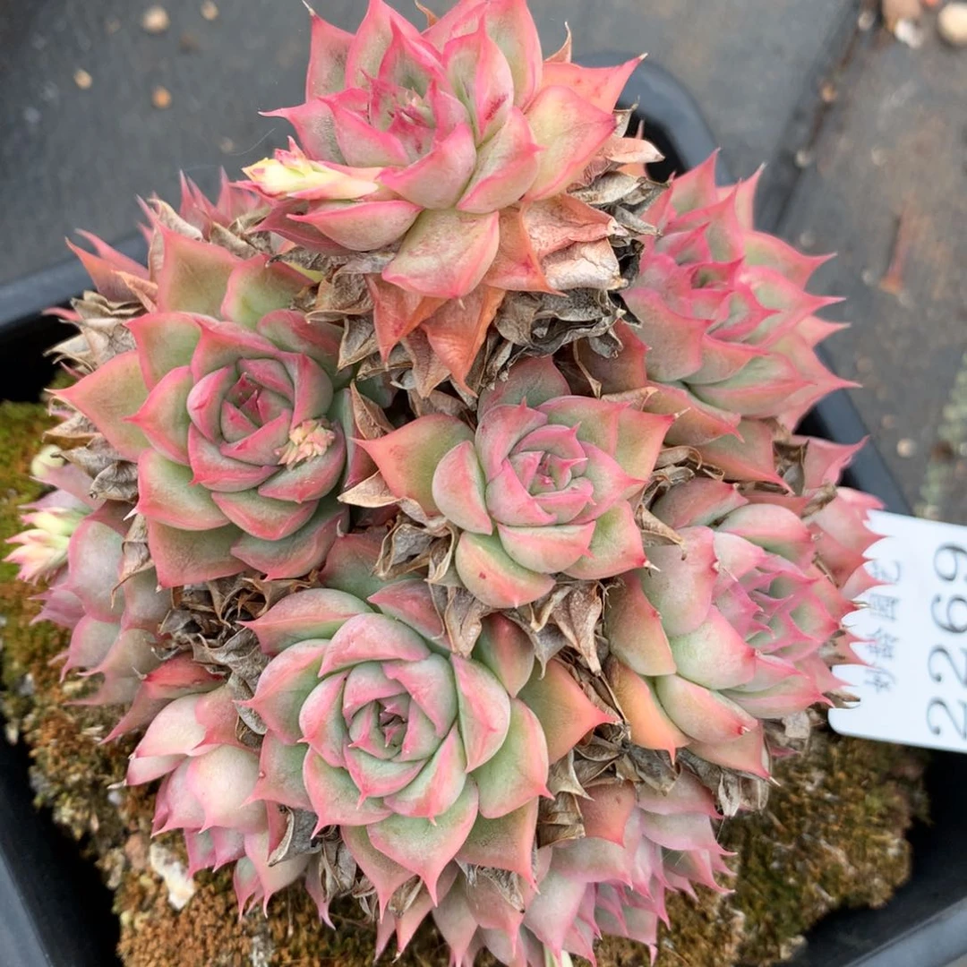 2269杂交精品基地9厘米