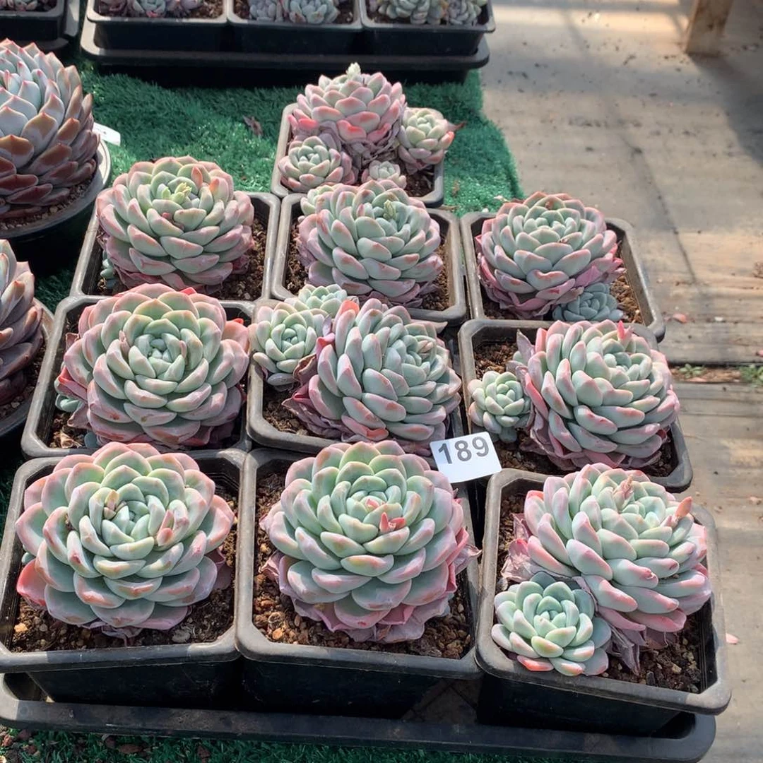 189橙子多肉植物组合