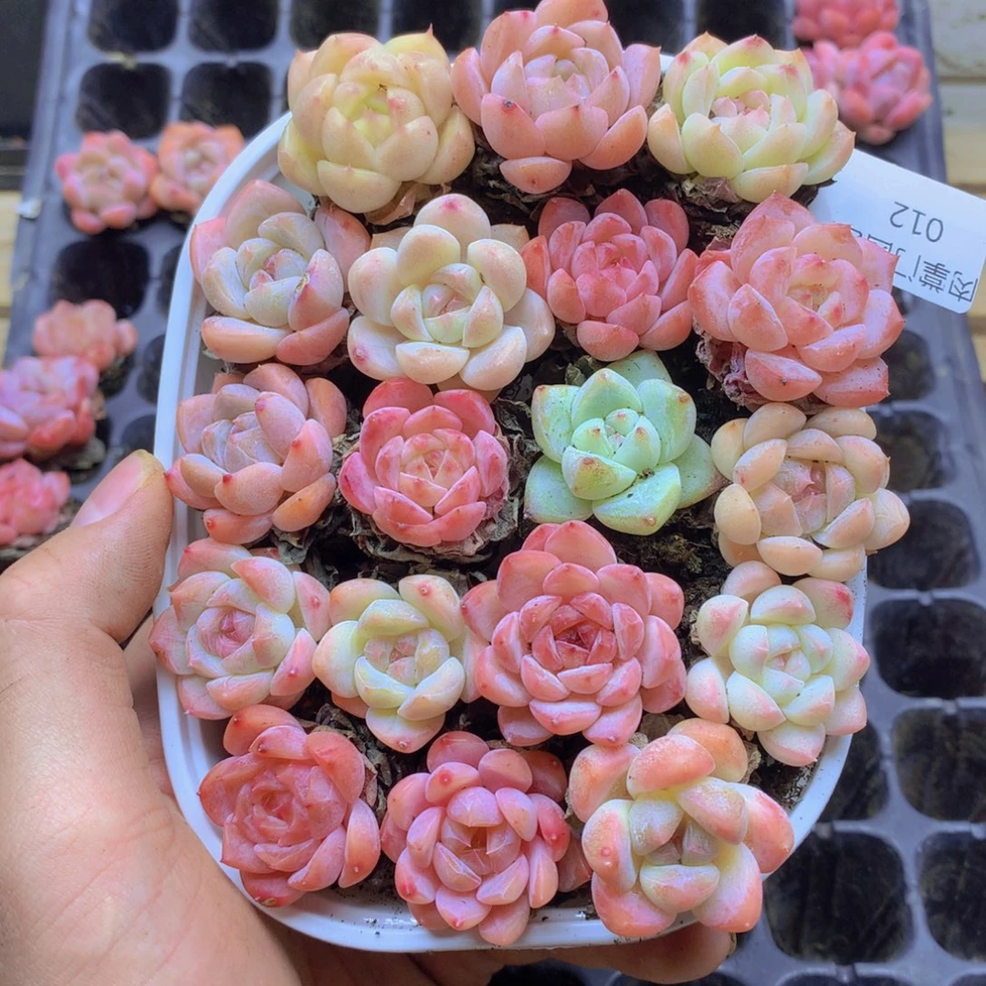 我要去看你了啊012