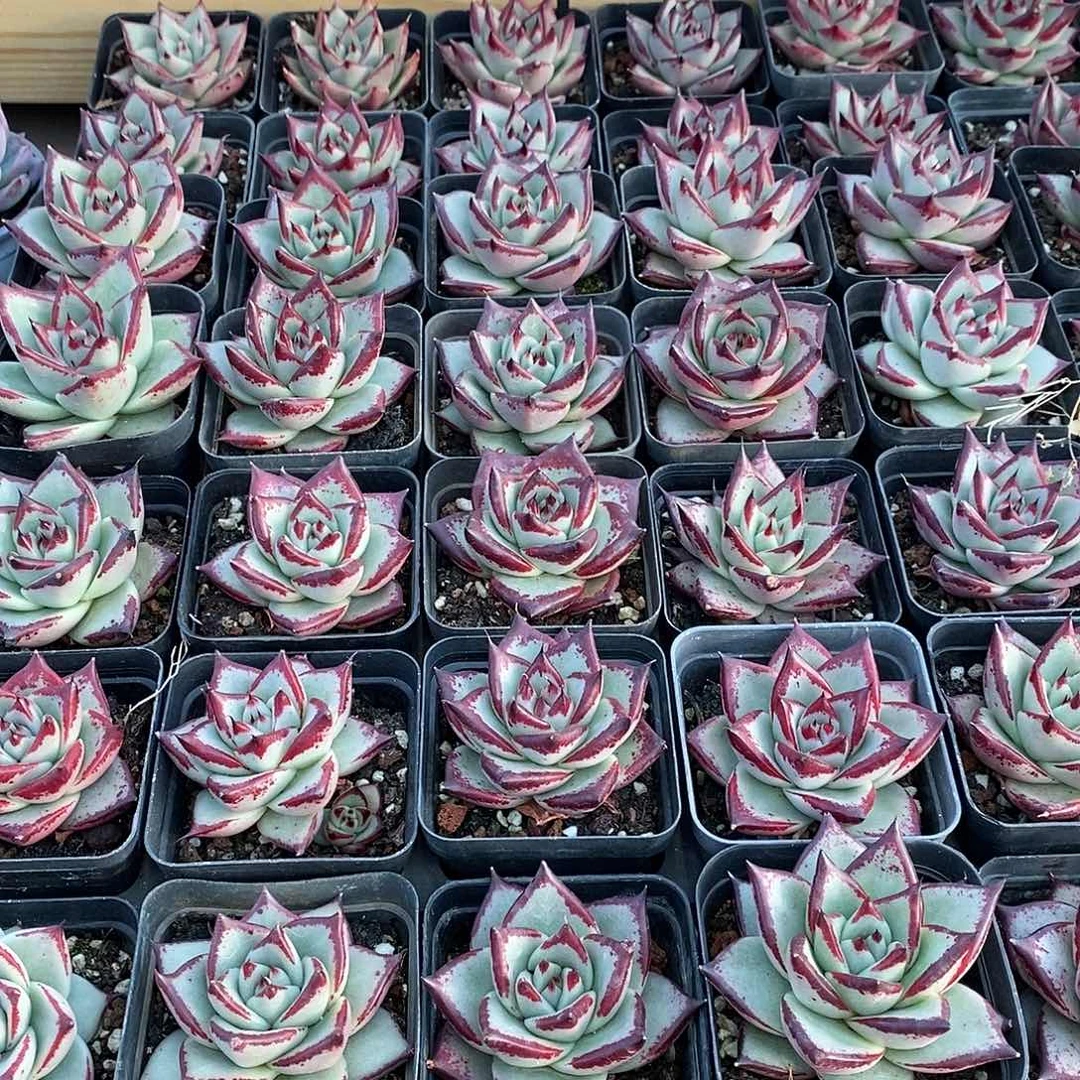 20黑檀汁 福利多多