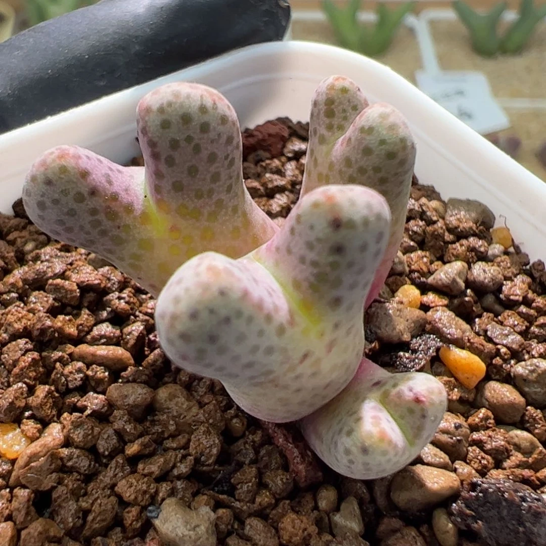 955d斑马一颗49。