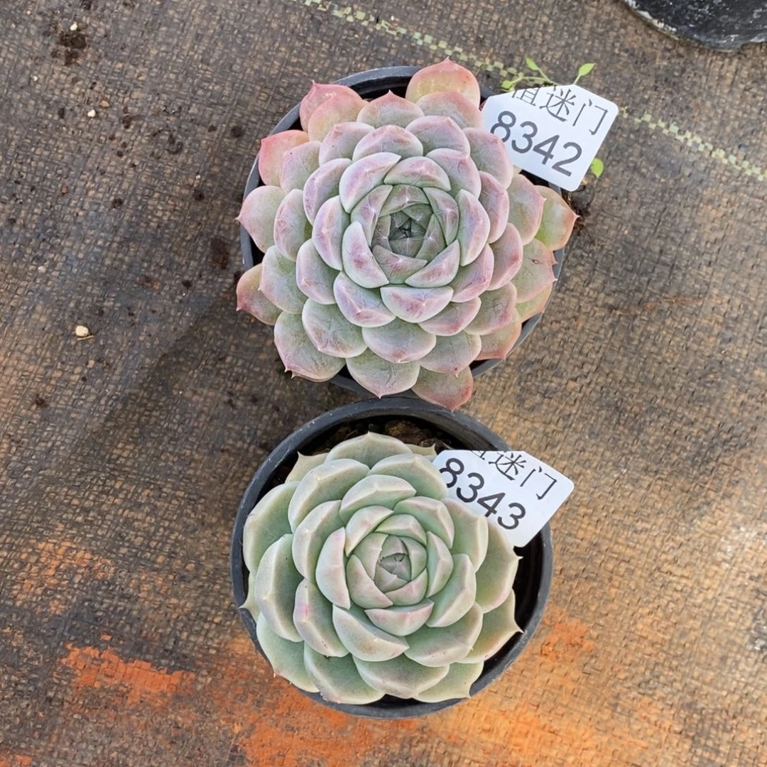 闪***星杂交精品多肉8342~8343