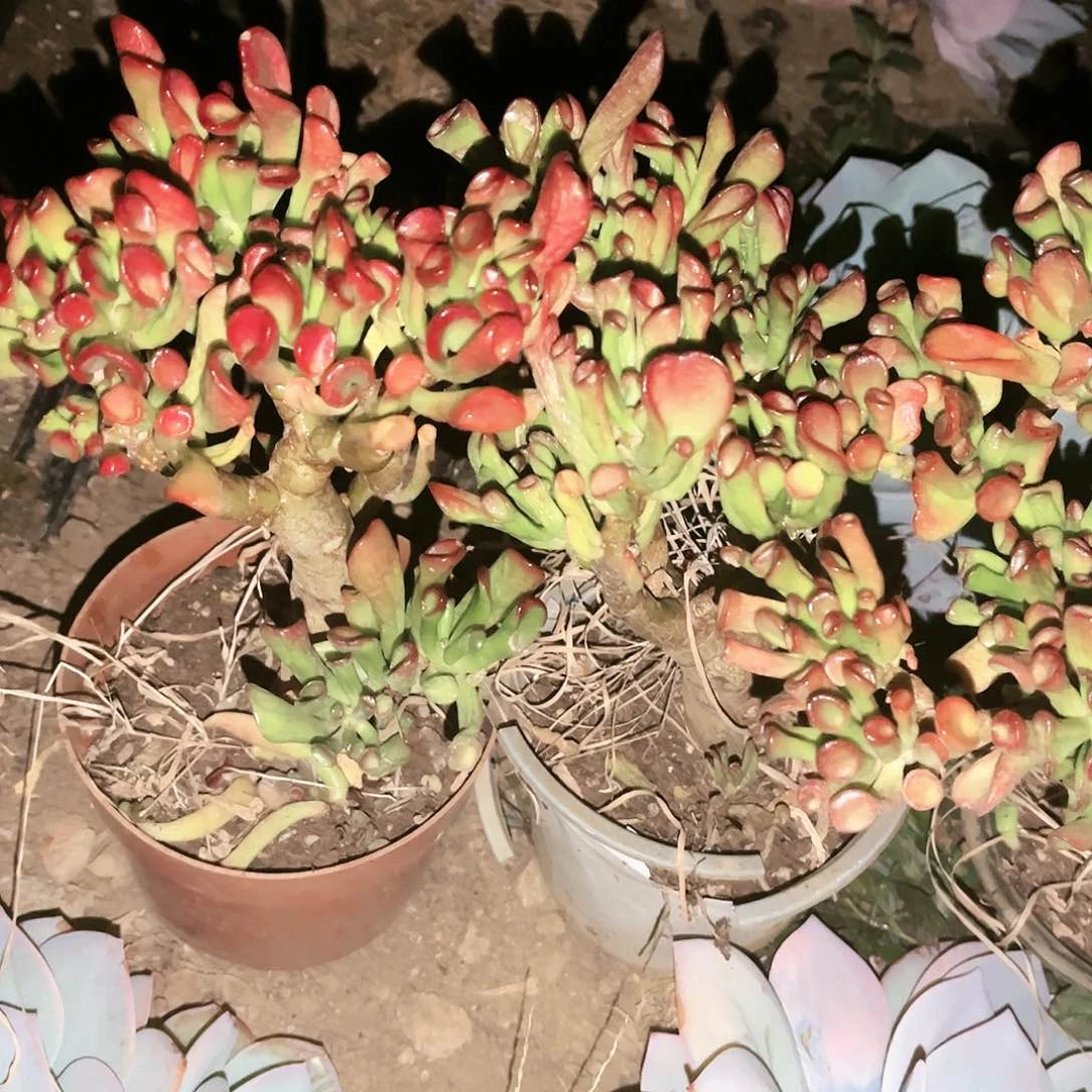 吸财树3颗9.89多肉植物