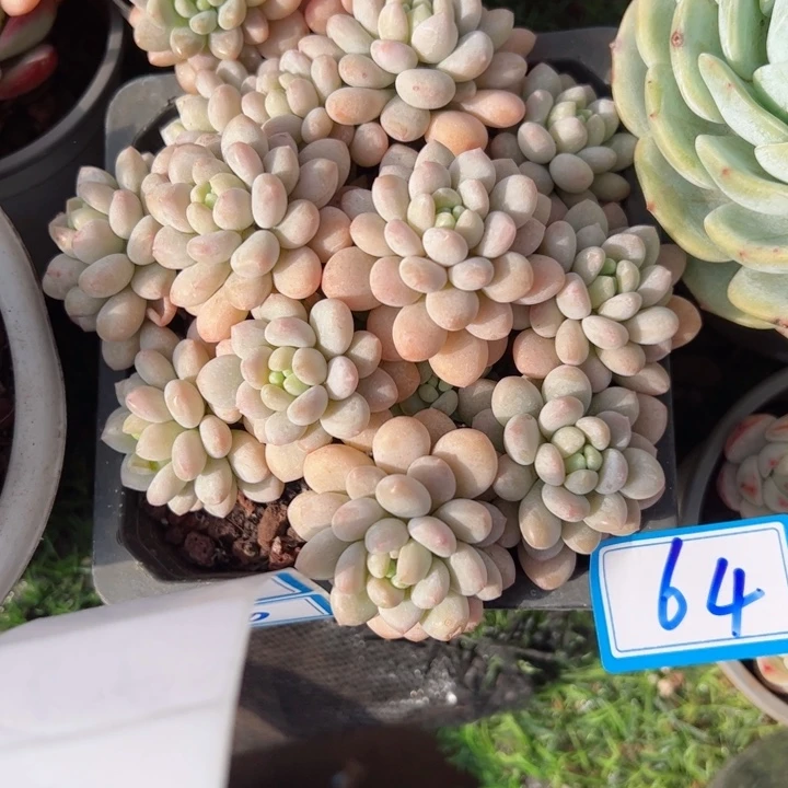 64洛可可平平安安健健康