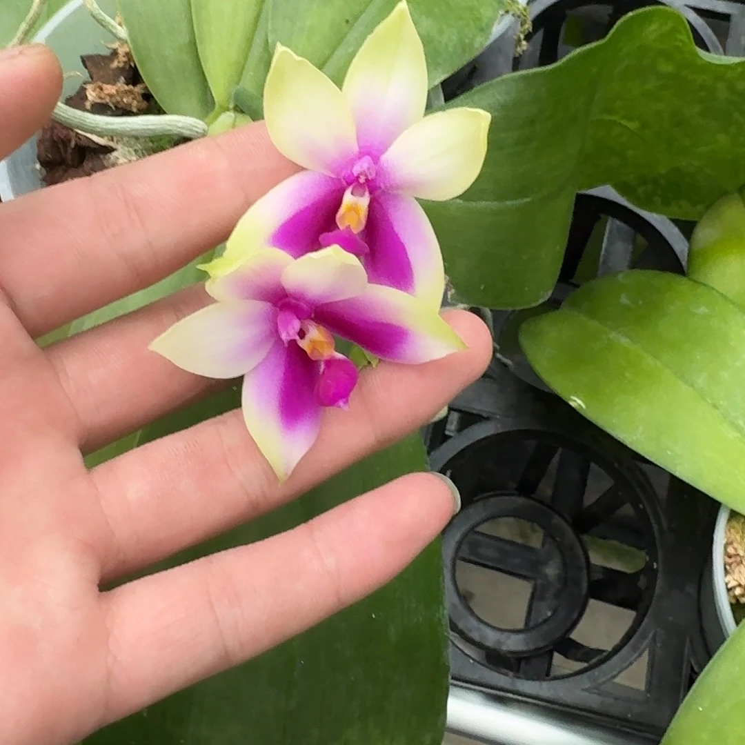 当前无花栽培后可以开花娃娃贝 开花发 瑕疵