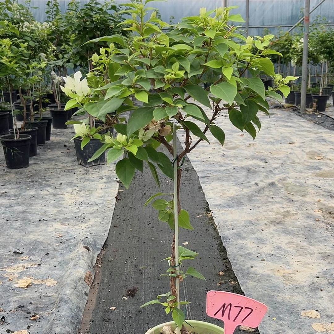 畅***彤当前无花栽培后可以开花M77白狐狸