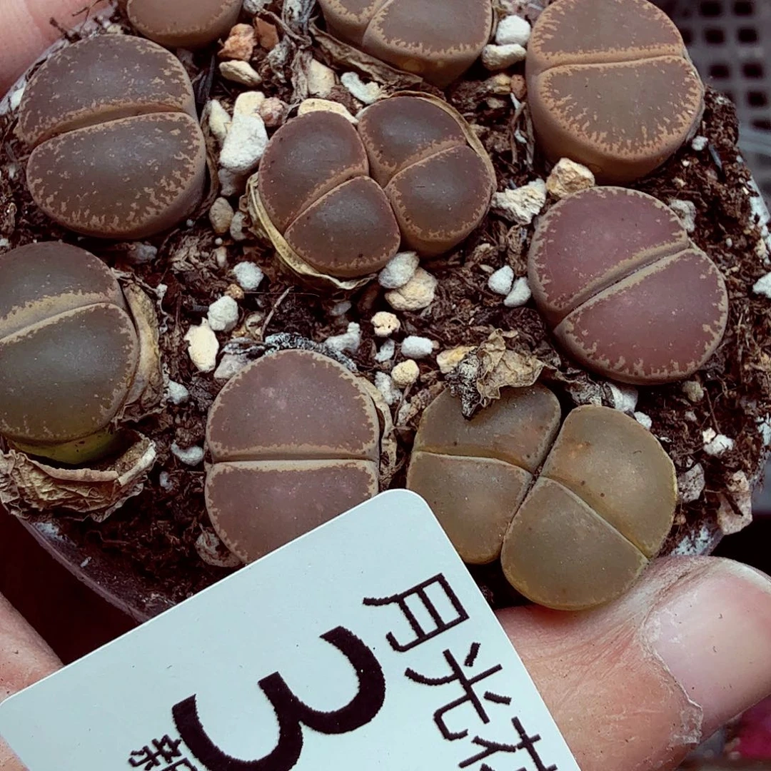 哈哈笑不出话就笑得341