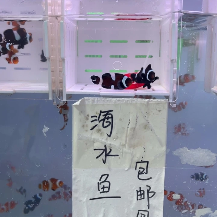 海水鱼瑕疵奥黑一对