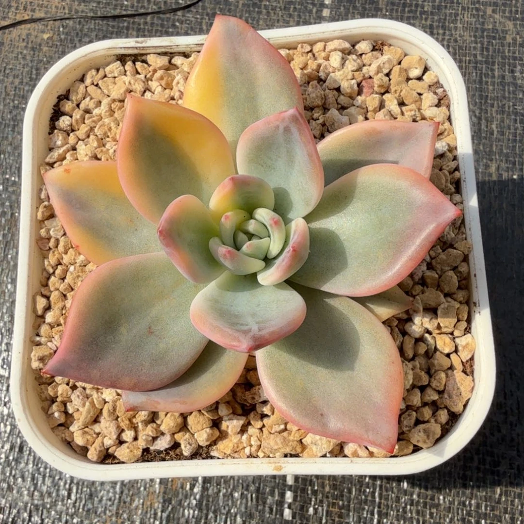 伊丽莎白锦锦上园艺一物一拍