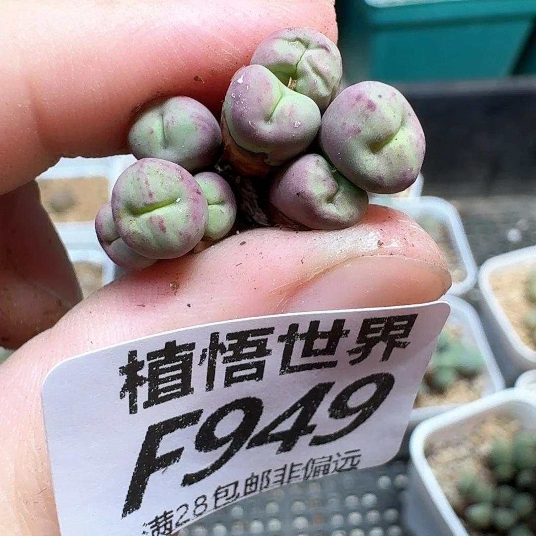 多肉植物的润泽地方