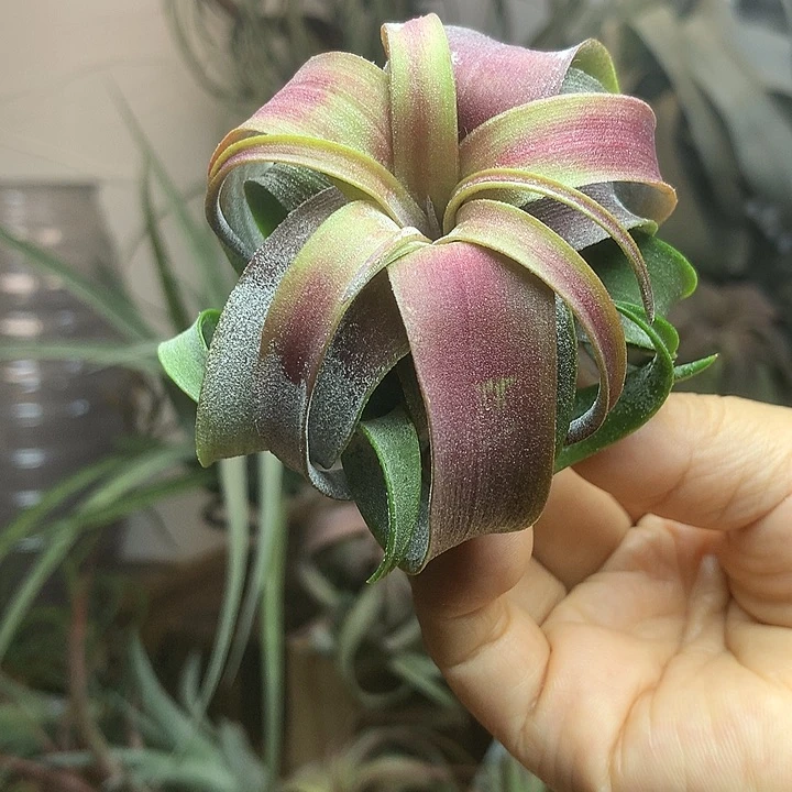 当前无花朵，栽培后可花朵花****）电卷49号