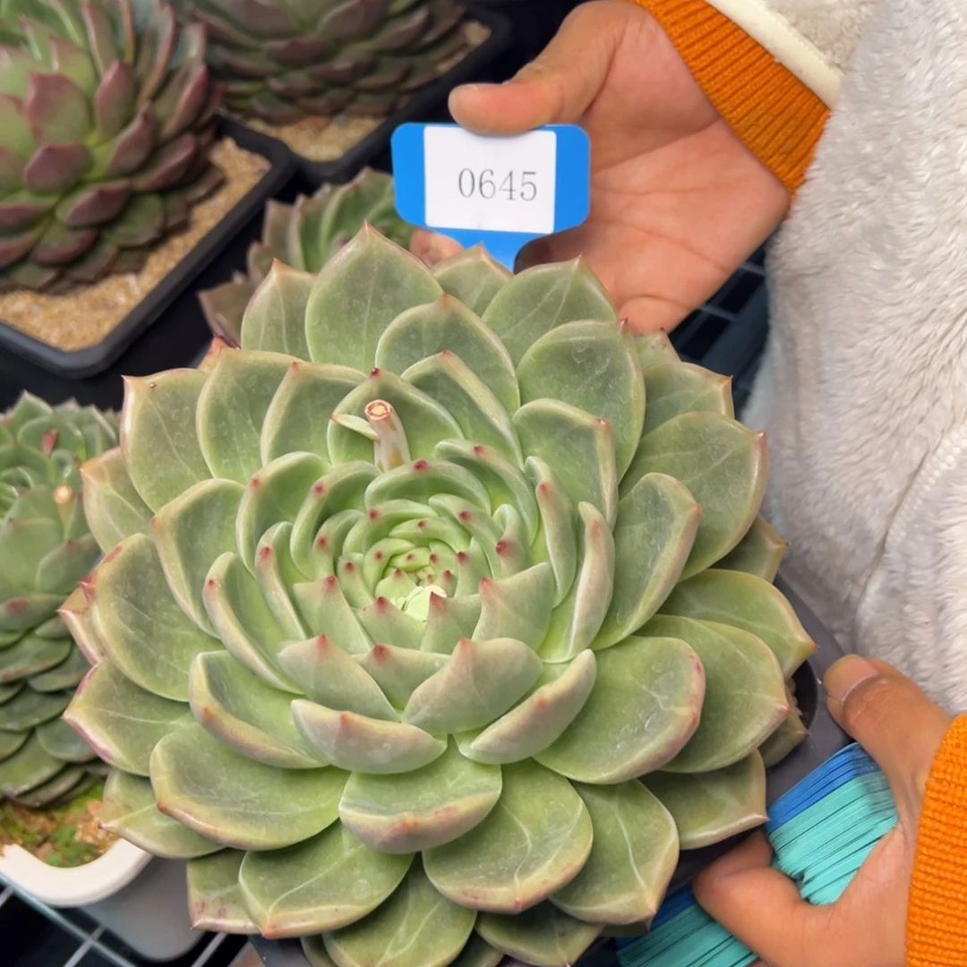 杰*0646肉多多哦多么多哟