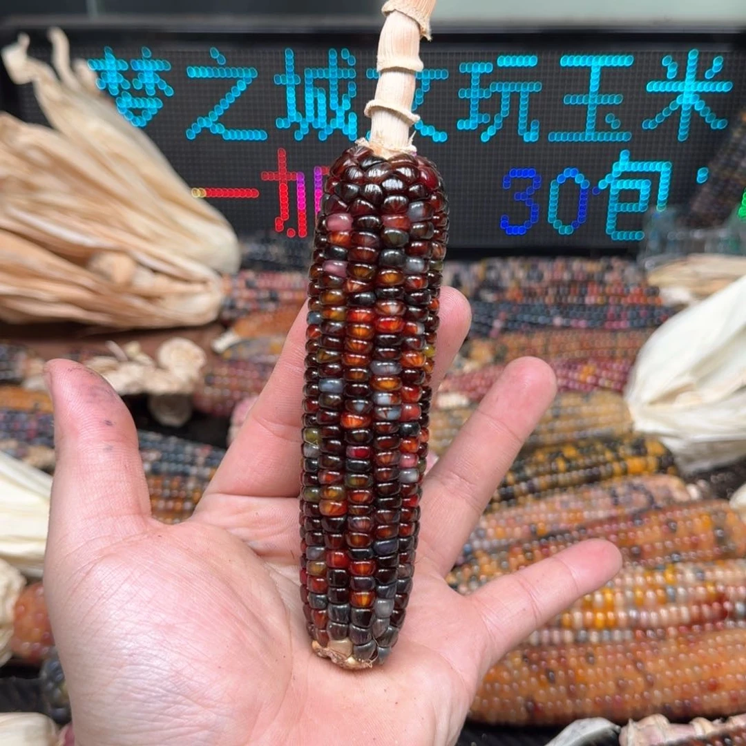 柏香籽/百香籽吊坠念*