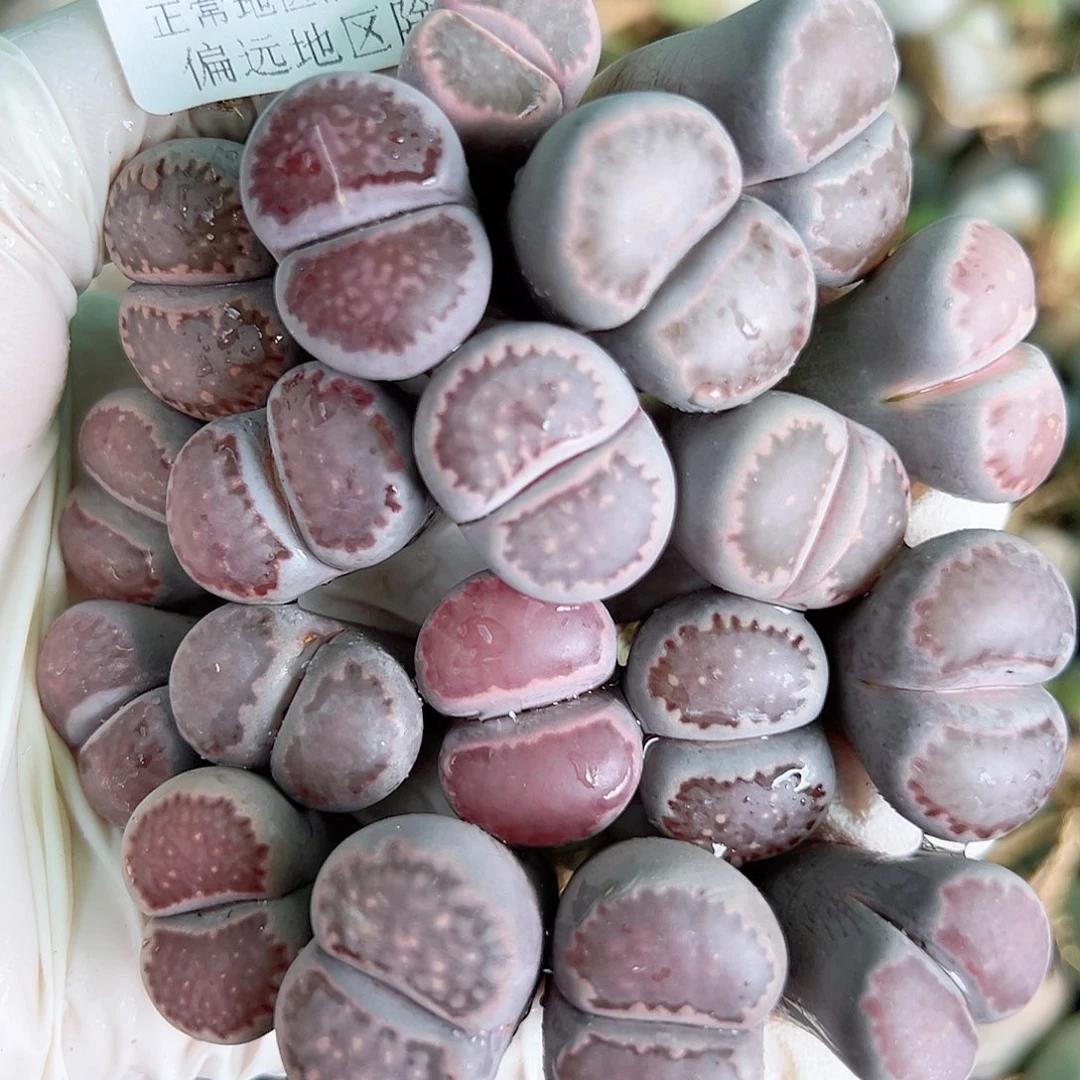 5359 好养易活生石花大母本19个大长腿特价