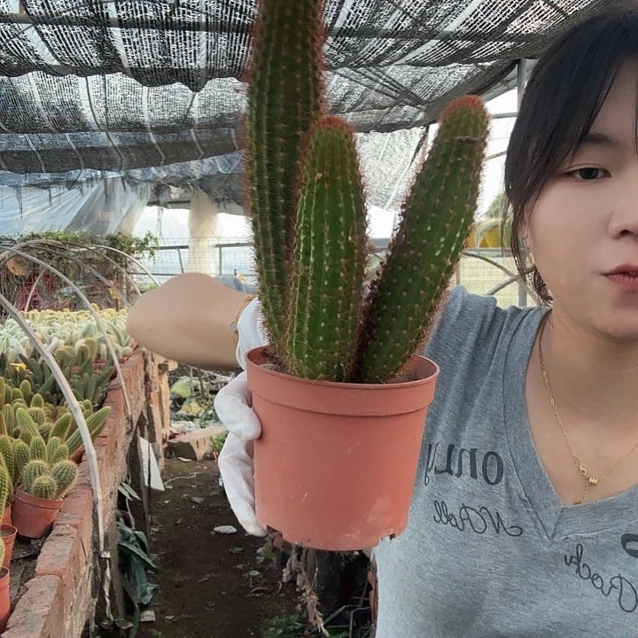 红刺金妞（掉头掉崽不售后）