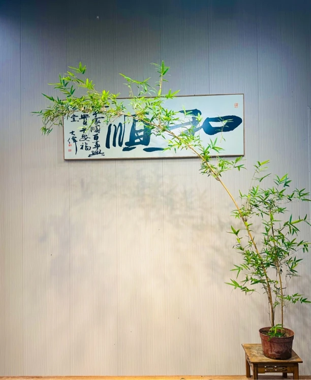 观音竹成品盆景老桩室内办公室桌面四季好养绿植