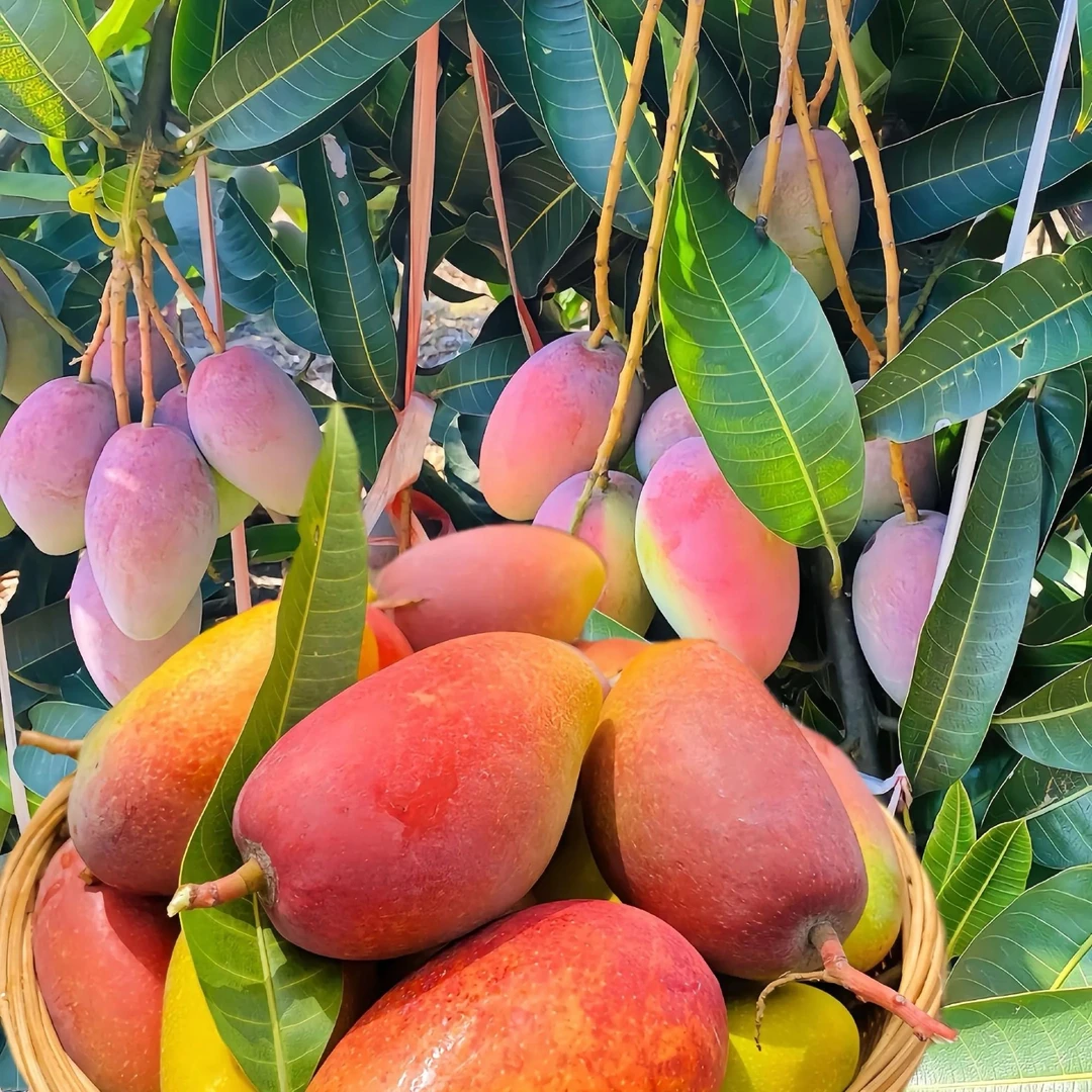 《顺丰包邮》九鼎直发海南凯特芒果水果特大果海南省