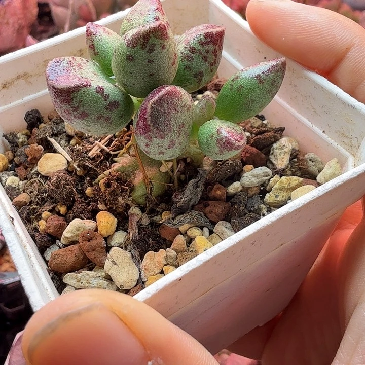 一物一拍感谢支持，1