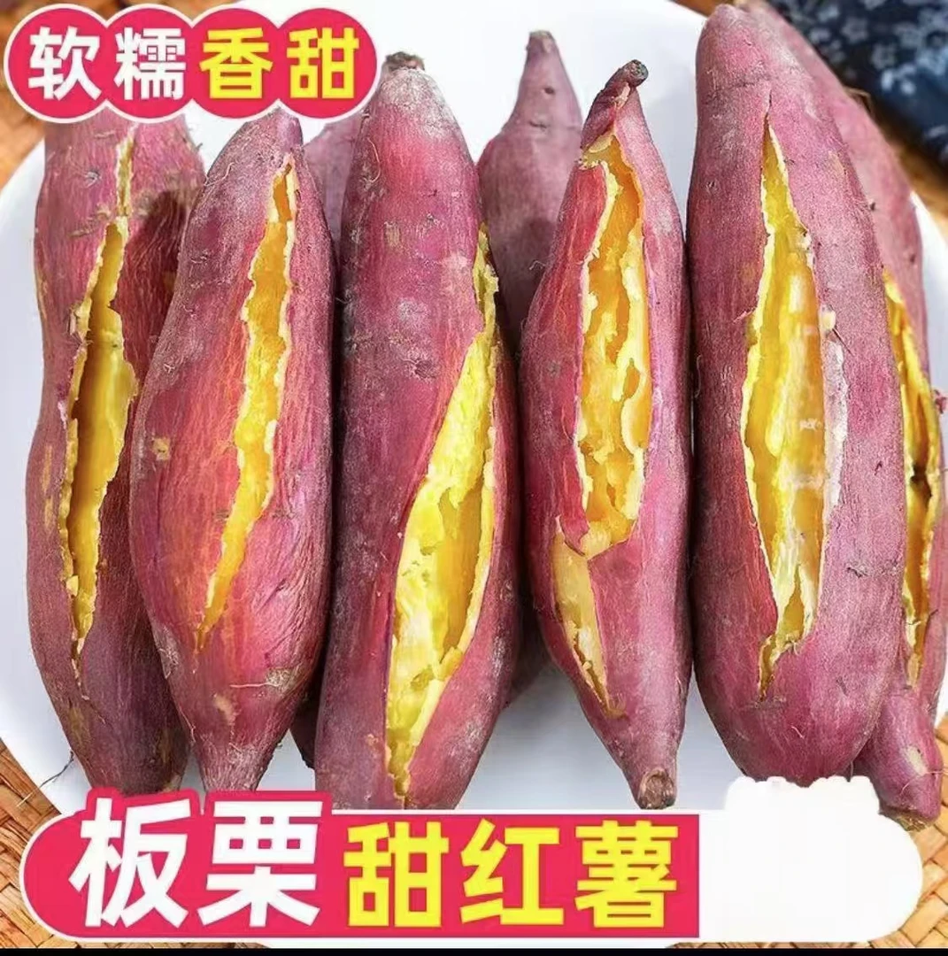 wz正宗沙地现挖黄心板栗红薯新鲜软糯香甜农家自种地瓜
