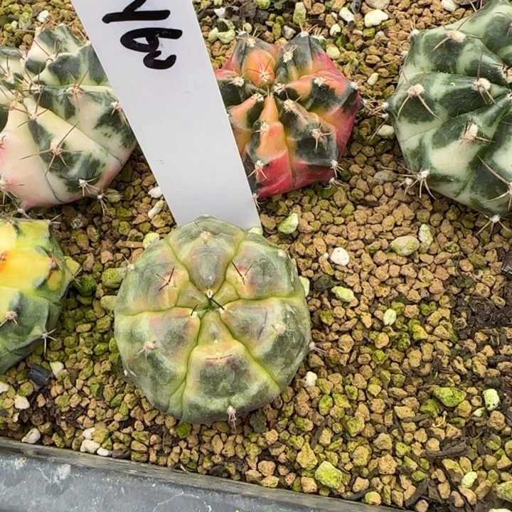 60-0208肥子脱土发多肉