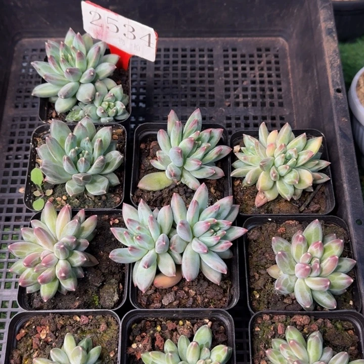 2534多肉植物一物一拍