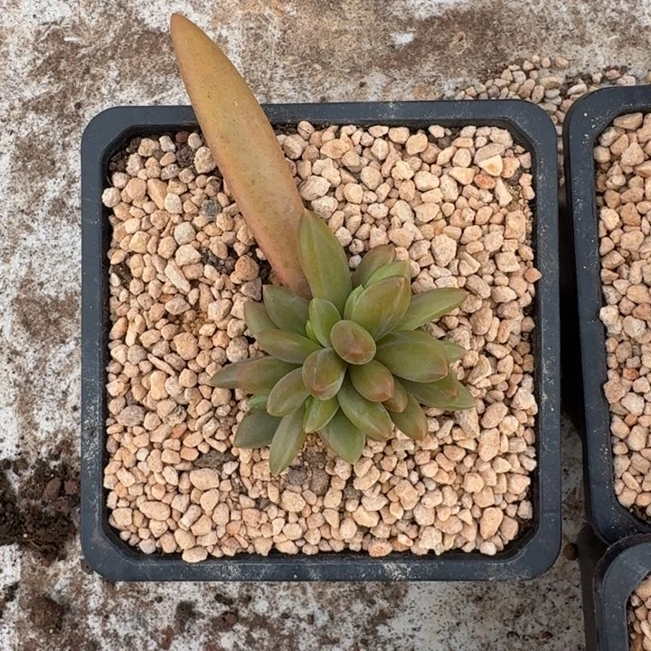 朵唯菲 血斑 叶插 一物一拍