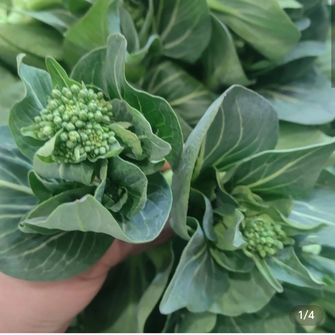 苏北农家露天自种菜苔苏州青菜芯