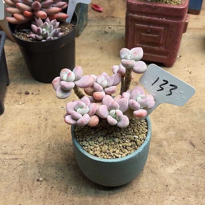 多肉植物，落神133号