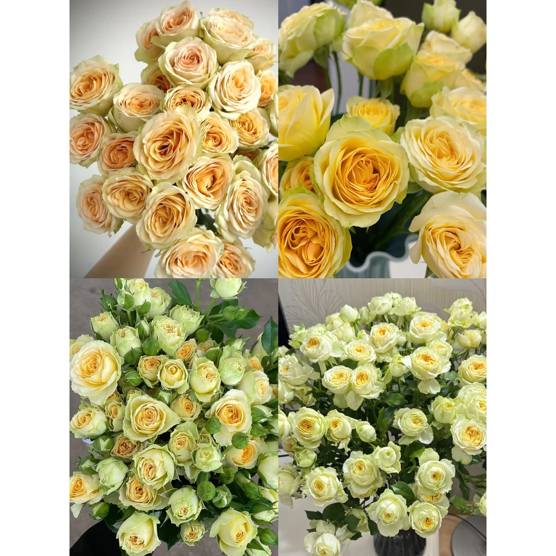小头牛油果泡泡一把 多头玫瑰 云南基地鲜花直发花店摆地摊批发