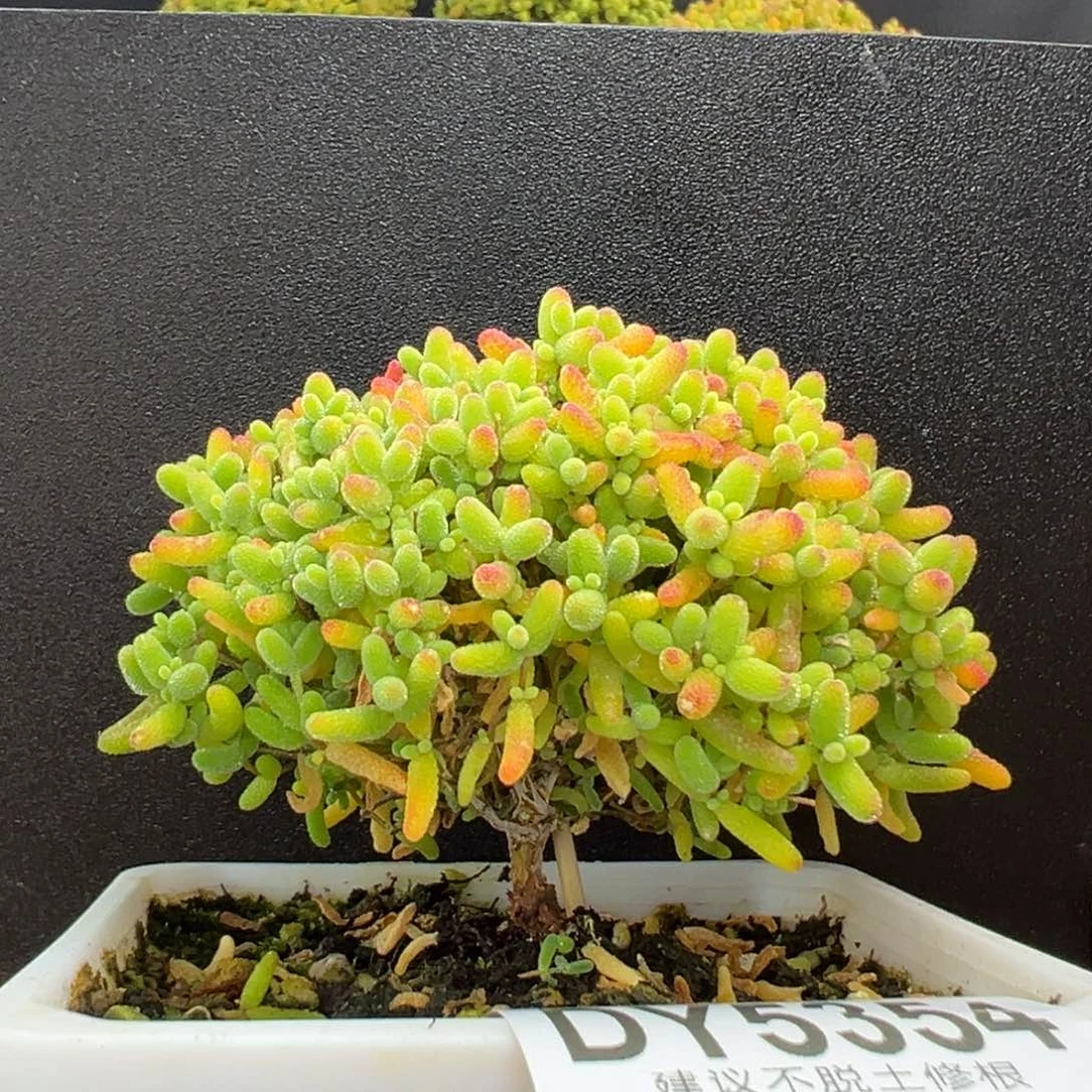 dy5354直杆蘑菇头蜜橘糖球冠幅7.5cm