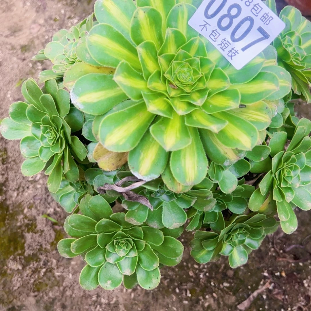 0807中斑多肉植物法师