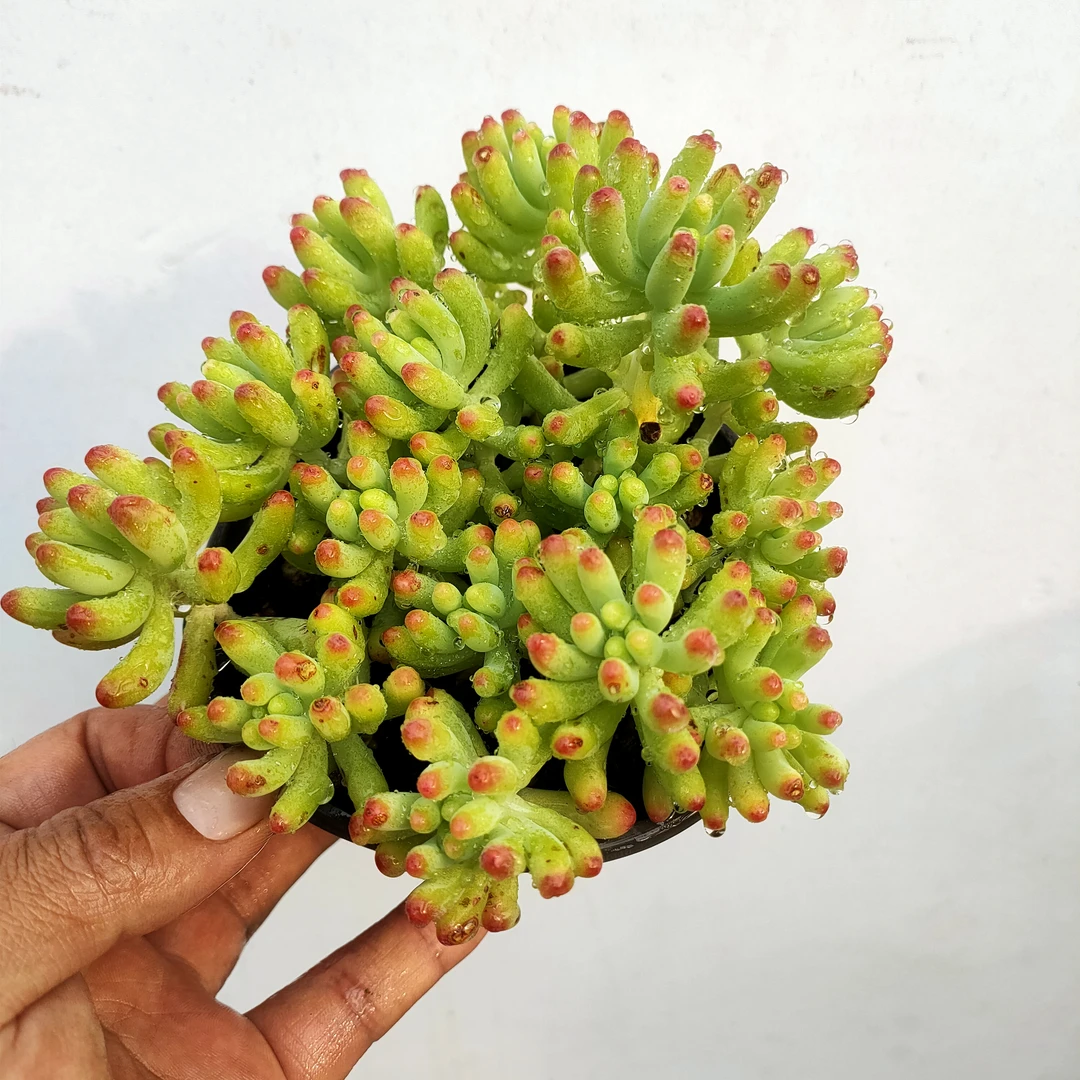 果冻乙女心 满20包邮带盆土发货轻微断头 以直播间为准长沙星昊