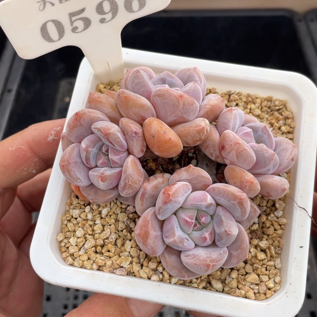 0596奥橙不带盆8厘米