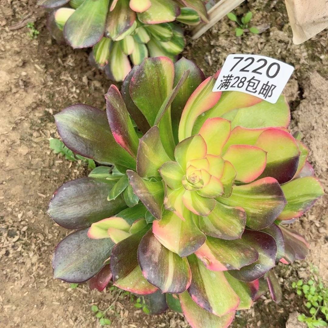 A.  7220七彩拉丝多肉