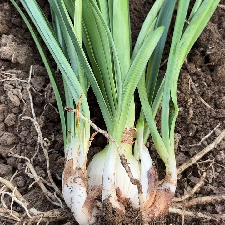 无花朵花瓣衬裙一坨坨