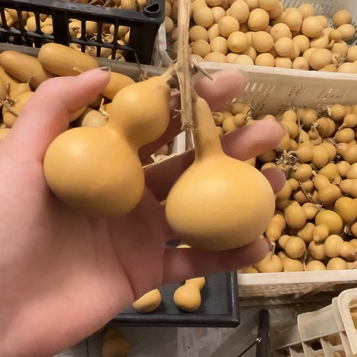 连枝漂亮响籽厚皮