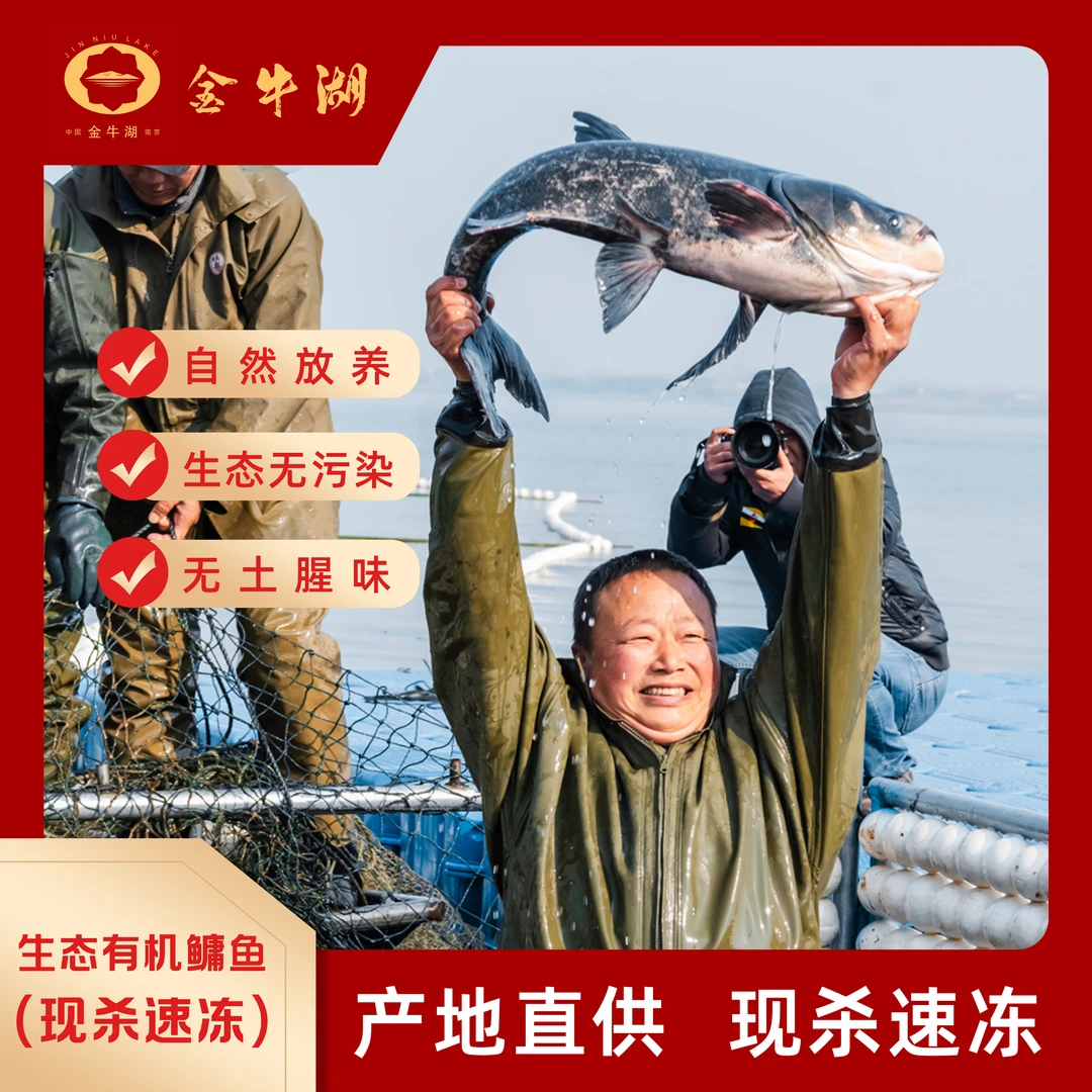 （活杀速冻）正宗金牛湖有机活鱼胖头鱼大头鱼鲢鱼鳙鱼包头鱼鲜香美