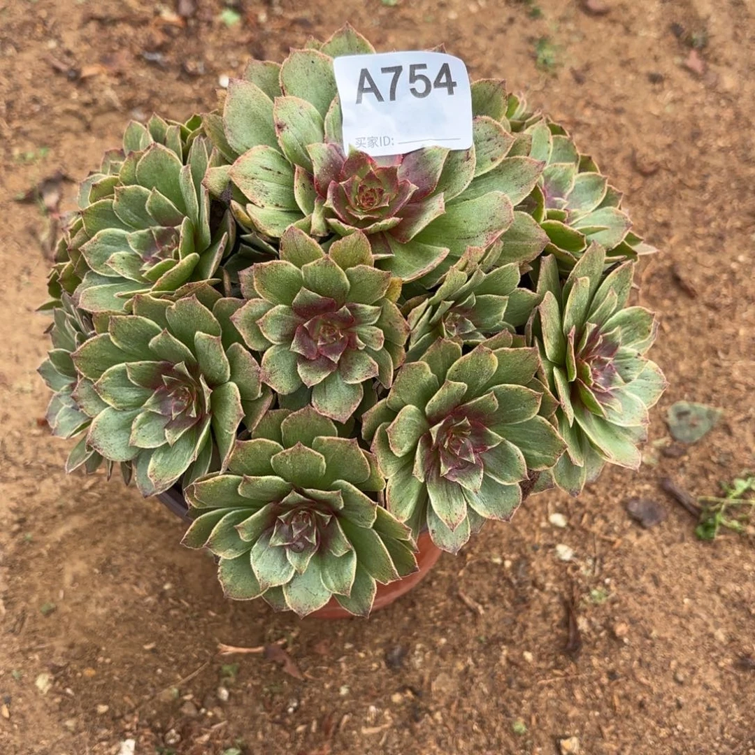 红霞多肉断枝不包754