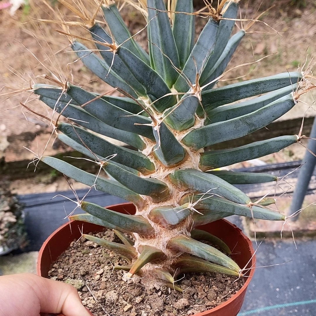 花花草草花花草草