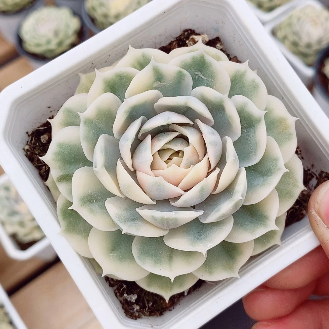 昂斯诺锦8cm多肉植物