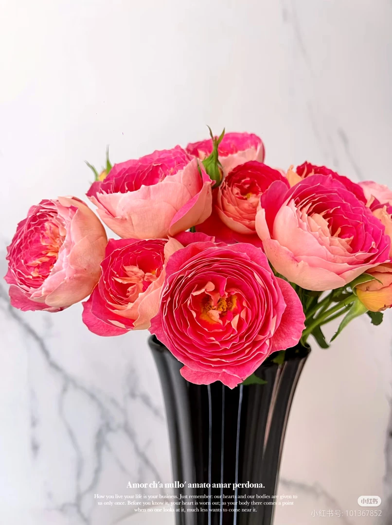 楠桐稀有单头奢香夫人10支两单包邮一单或低温不拍保温冻坏不售后