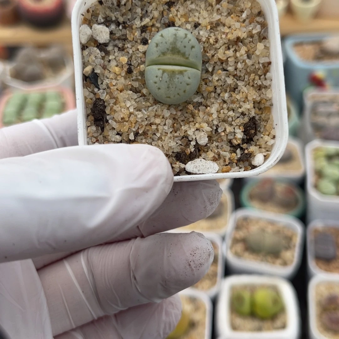 多肉植物一物一拍106