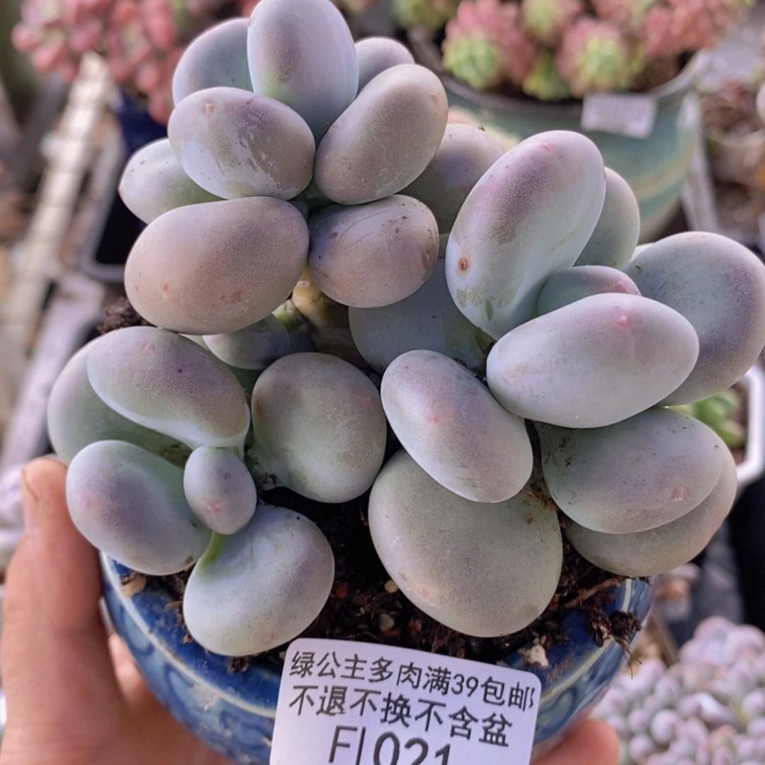 黄金大叶奶8cm1021多肉植物