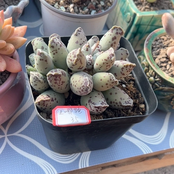 多肉植物多肉植物