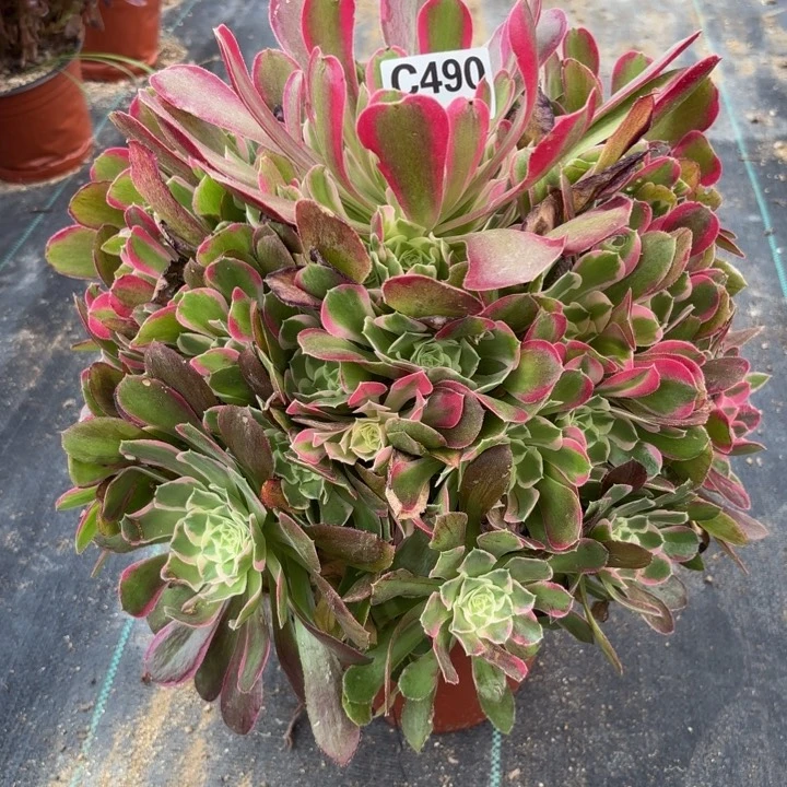 用****2瑞妈多肉植物490