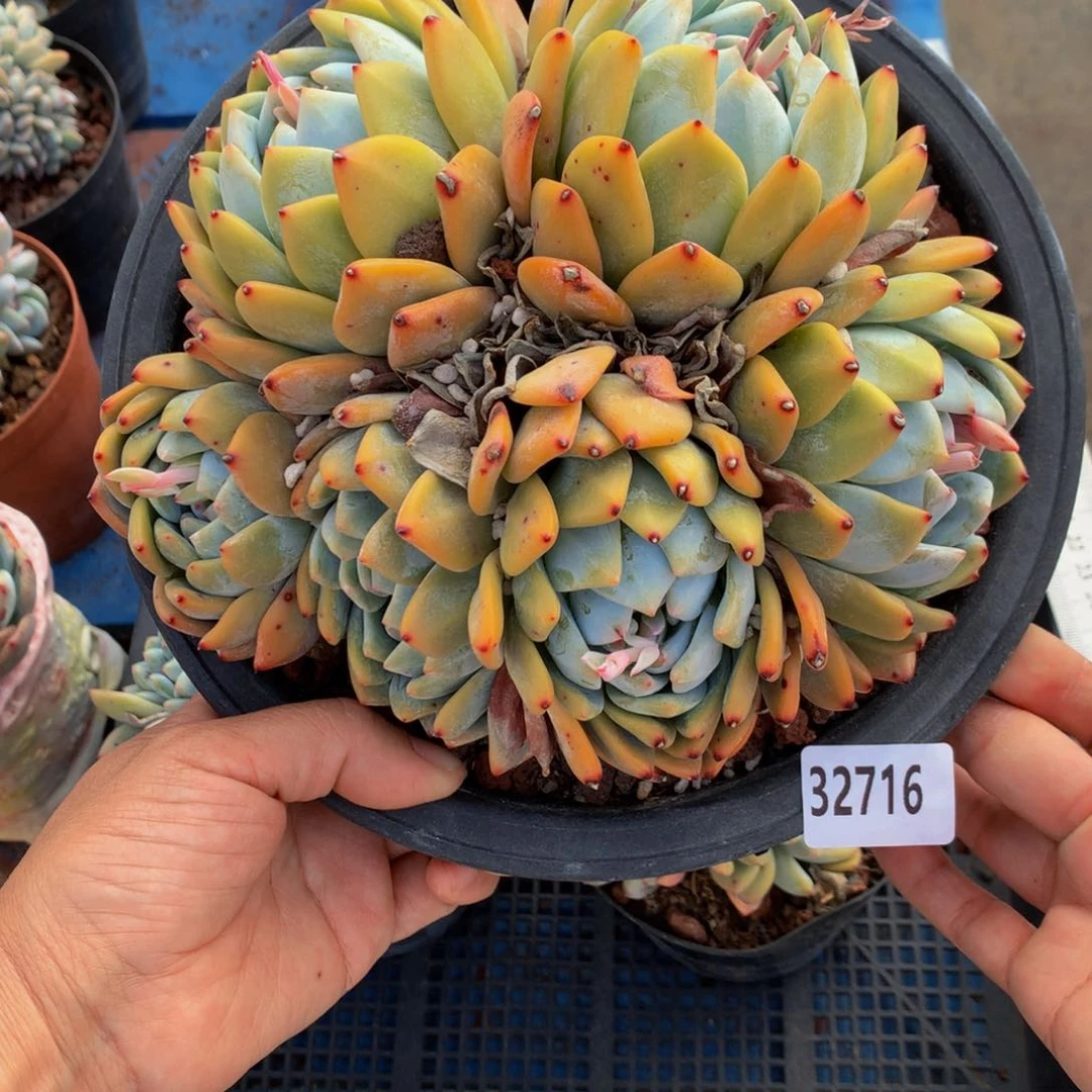 静*地32716嗯嗯不错很耐人寻味