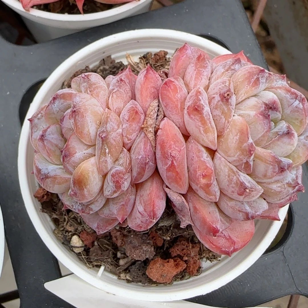 花语逸境0209-373